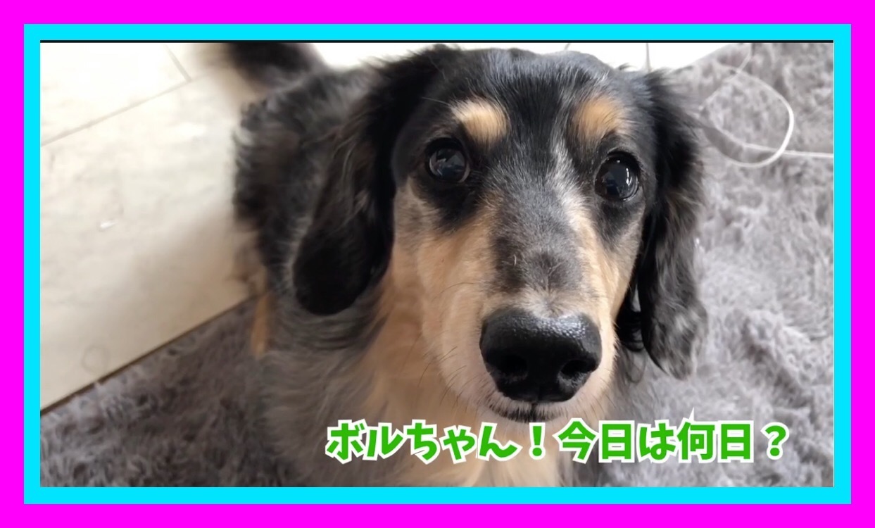 可愛い 犬 可愛い 動物 面白い 犬猫 50代暮らしのblog